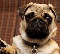 Image result for Chinese Pug Dogs