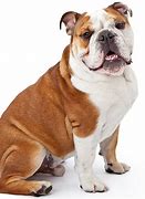 Image result for Australian Bulldog Dog