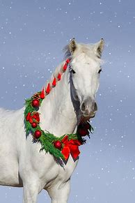 Image result for Merry Christmas Beautiful Horses