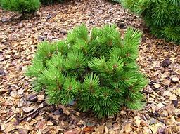 Image result for Pinus nigra Nana