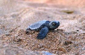Image result for Funny Cute Baby Sea Turtles