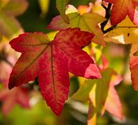Image result for Pictures of Tree Leaves