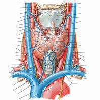 Image result for Thyroid Gland Anterior View