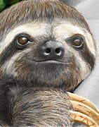 Image result for cute sloths draw real