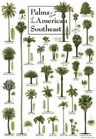 Image result for Tropical Trees List