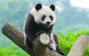Image result for Panda Bear Sitting Against a Tree
