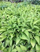 Image result for Hosta Twist Of Lime