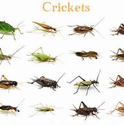 Image result for Flying Cricket Insect