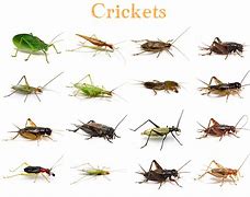 Image result for Cricket Species Pix