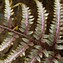 Athyrium Godzilla ਲਈ ਪ੍ਰਤੀਬਿੰਬ ਨਤੀਜਾ