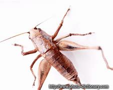 Image result for Cricket Beetle