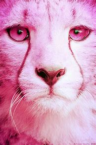 Image result for Pink Aesthetic Cheetah
