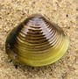 Image result for Types of Freshwater Clams