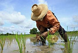 Image result for Filipino Agriculture