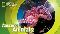 Image result for Amazing Animals National Geographic Kids