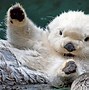 Image result for Baby Otter Face