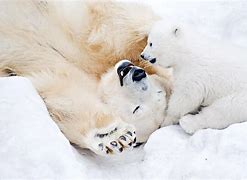 Image result for Animals in North Pole
