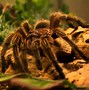 Image result for Biggest Spider Known
