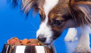 Image result for Small Dog Breeds Papillon