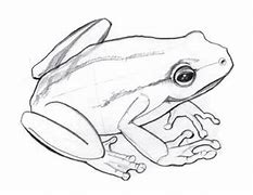 Image result for How to Draw a Frog Pencil Sketch