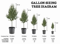 Image result for How Big Is a 15 Gallon Tree