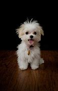 Image result for Cute Happy Puppy