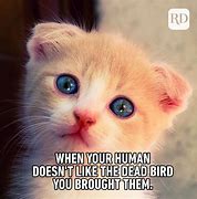 Image result for Cute Meme Cats Images