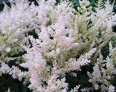 Image result for Astilbe White Wings ® (Simplicifolia-Group)