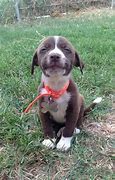 Image result for Smile Dog Cute Puppy