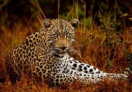 Image result for Most Amazing Animals in the World