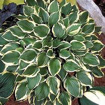 Image result for Hosta Lakeside Baby Face