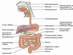 Image result for Human Digestive Enzymes