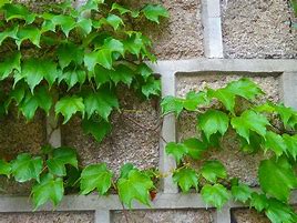 Image result for Vines Climbing On an Old Wall