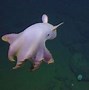 Image result for rare octopus