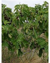 Billedresultat for Ficus carica ROUGE DE JUILLET