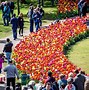 Image result for Amsterdam Rose Fields