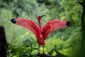 Image result for Ibis Flower