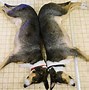 Image result for Clone Dog
