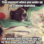 Image result for Winter Dog Memes