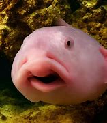 Image result for Blob Fish Eggs
