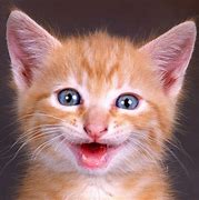 Image result for Really Happy Cat