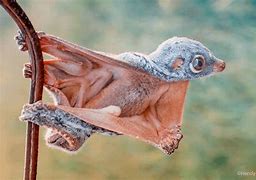 Image result for Flying Lemur Bat