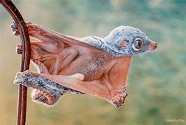 Image result for Flying Lemur Bat