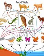 Image result for Food Chain Images for Kids