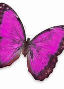 Image result for Pink and Purple Butterflies