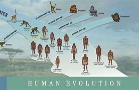 Image result for Human Evolution Diagram