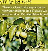 Image result for Most Poisonous Tree