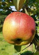 Image result for Melrose Apple Tree