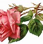 Image result for Gold and Red Rose Clip Art Transparent
