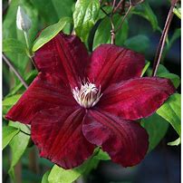 Image result for Clematis Red Passion